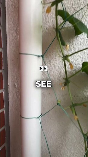 Cucumber Trellis System