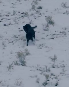 1.8K views · 90 reactions | Have you ever had the chance to watch wolves in the wild? Join us on an epic Yellowstone adventure this winter: nathab.com/wolves | Natural Habitat Adventures | Facebook