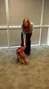 27K views · 378 reactions | Smart pups in silly costumes? Must be...