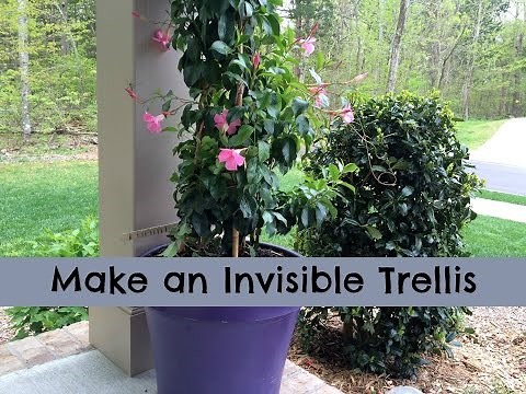 Make an Invisible Trellis for a Climbing Plant