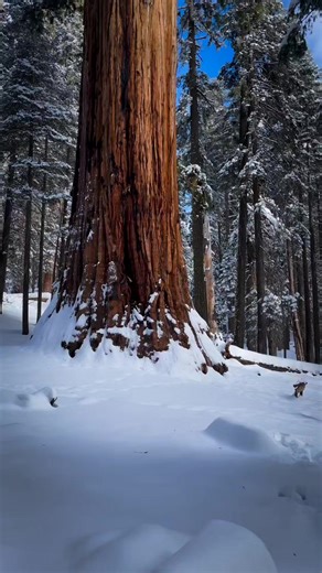 6.6K views · 346 reactions | The Giant Sequoia is the tallest tree in the World, with a height of more than 100 meters and a volume of wood of hundreds of cubic meters, USA. #usa #sequoia #sequoianationalpark #forest #naturephotography #nature Nature at its Best | Nature at its Best | Facebook