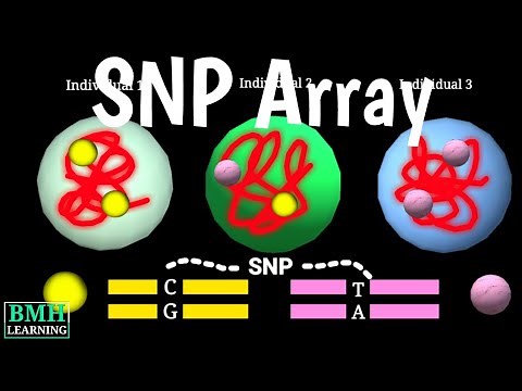 SNP Arrays | SNP Polymorphism Microarray Chip | How SNP Typing Works | DNA Analysis |
