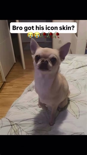 Just Discord Memes #shorts #memes #discord #discordmemes