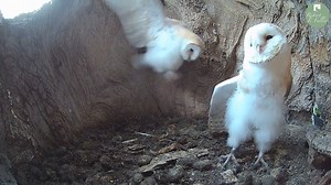 Barn owlets Hans & Grete are practising their pounces 🦉🐤 Skills they will need when they begin to hunt 🐁 | Robert E Fuller