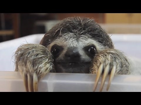 Adorable Sloth Compilation!