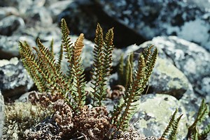 How to Trim a Foxtail Fern