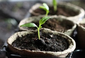 How to Grow Peppers from Seeds - The Complete Guide