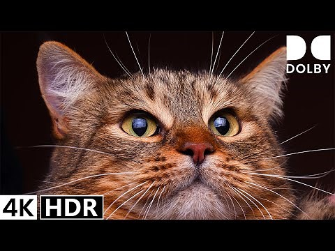 4K HDR 60FPS Dolby Vision - The Most Advanced Animals Watching Experience Yet!