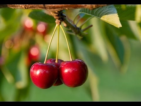 How to Grow Cherry Trees - Complete Growing Guide