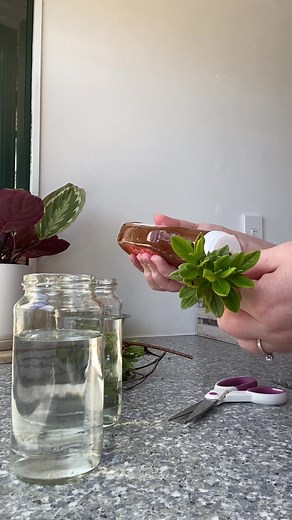 Amber Lissie on TikTok