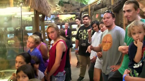 ancient snapping turtle and alligator feeding at reptile zoo