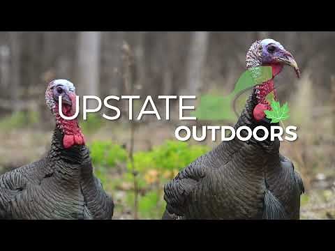 Fall turkey hunting 101: It’s all about breaking up the flock and calling birds back