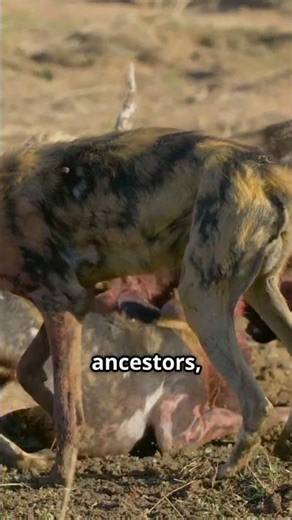 Why do dogs eat grass?