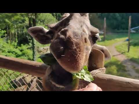 Giraffe Feeding at the Cincinnati Zoo