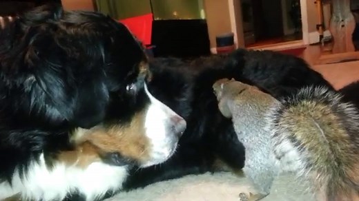 Where do squirrels live? The answer may surprise you!