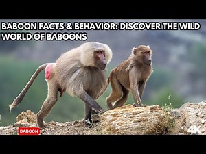 Baboon Facts & Behavior: Discover the Wild World of Baboons