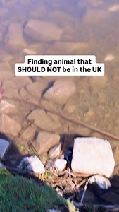 776K views · 14K reactions | Finding an animal that should not be in...