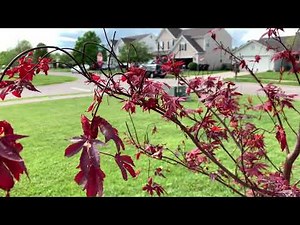 Freeze Damaged Japanese Maple Care