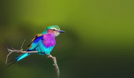 17 Fun Lilac-Breasted Roller Facts: Africa's Multicolored Bird