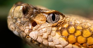 Heat-Sensing Pits: The Incredible “Sixth Sense” that Lets Vipers Hunt in Infrared