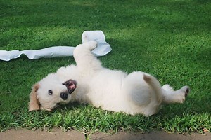 How to Potty Train a Puppy With Pee Pads: 4 Easy Steps