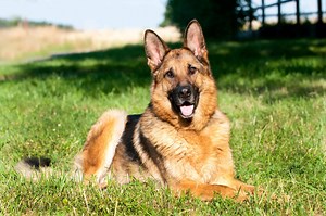 German Shepherd Progression: Growth Chart, Milestones, and Training Tips