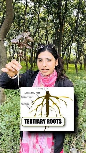 Morphology of Flowering Plants | Dicot Root Explained in 60 Seconds Class 11