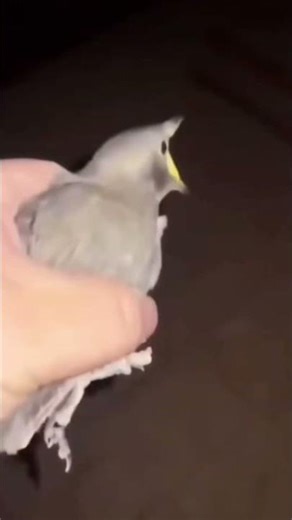 Bird screaming meme #memes #youtubeshorts #viralshort