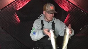3.9K views · 60 reactions | Watch the latest Devils Lake Ice Fishing Report and check out the dandy Walleyes that are being caught!!! #devilslakend #icefishing #walleyes | Visit Devils Lake, North Dakota | Facebook