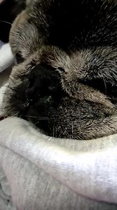 3K views · 1.3K reactions | Nemo sleeping. | Grace Farm Senior Pug Sanctuary | Facebook