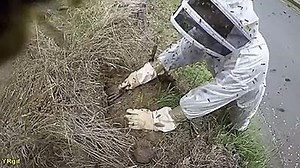 125K views · 351 reactions | Cleaning out an underground giant wasp nest. No no no no no. | Make A GIF | Facebook