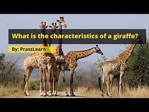 Giraffe Habitat and Behavior: Discover the World of Giraffes