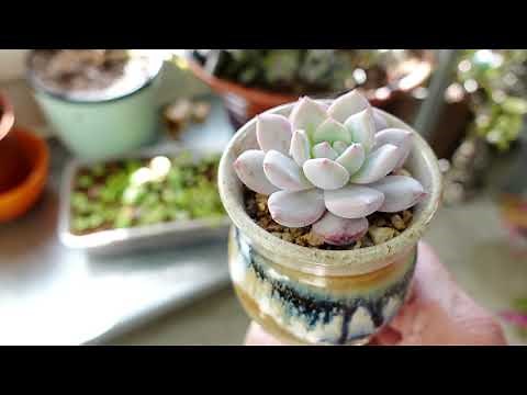 How To Grow Succulents Indoors