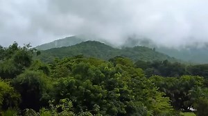 Transpiration teaching resources - the science teacher