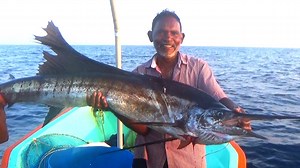 961K views · 15K reactions | We Caught a Sailfish and Cobia Fishing in long line | Kadal Raasa Fishing | Facebook