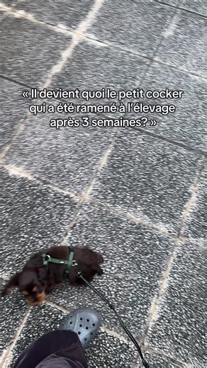 ami.cockerspaniel sur TikTok