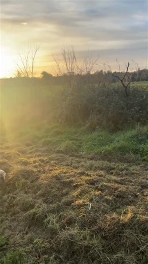 Thank God “Castletown Estate” has been bought back by the Irish government This stunning and most beautiful area belongs to the people of Ireland and no one else. This stunning area is a critical resource for nature, animals, parents and children. It must always remain where it belongs and that is with us ☘️🙏☘️ | Team Lorraine Mulligan RE/MAX Results, Real Estate Agent