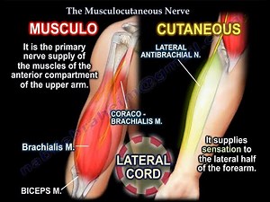 Musculocutaneous Nerve: Anatomy, Function, Injury, and Management • Video • MEDtube.net
