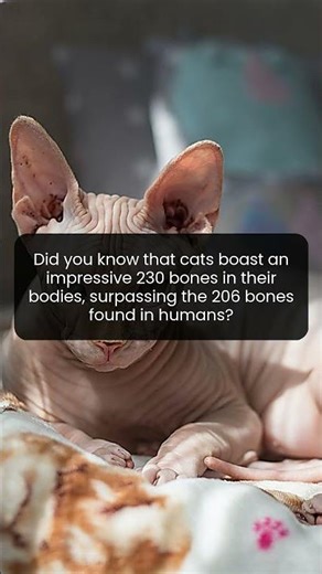 Discover the surprising skeletal structure that makes cats so agile