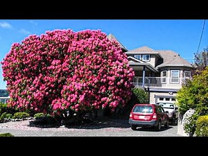 15 MOST Stunning and Beautiful Trees