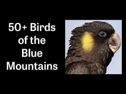 50+ Birds of the Blue Mountains Australia – Includes stunning views and various bird behaviours