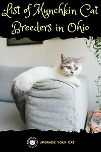Munchkin Cat Breeders in Ohio | Kittens & Cats for Sale