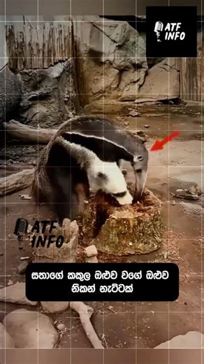 The intelligence of this anteater | The most dangerous enemy of ants is the giant anteater #sinhala