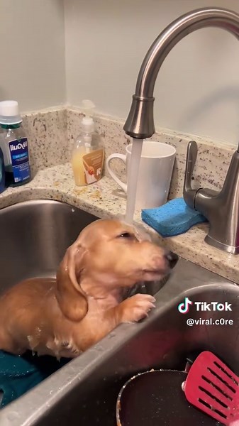 Bath Core 🛁 #bath #dog #fyp | Dog Bath