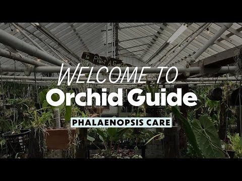 Phalaenopsis (Moth Orchid) Care Guide
