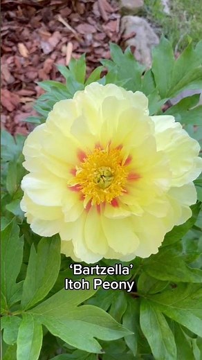 Did you know there are three types of peonies? Click to learn more