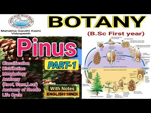 Pinus Life Cycle/Pinus Morphology and Anatomy/Pinus B.Sc 1st year