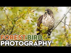 Tips for Photographing Forest Birds