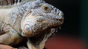 Green Anole, Green, Lizard