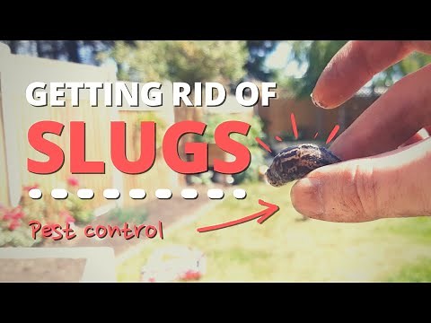 Two Easy Ways to Remove Slugs & Snails | How To Control Pests